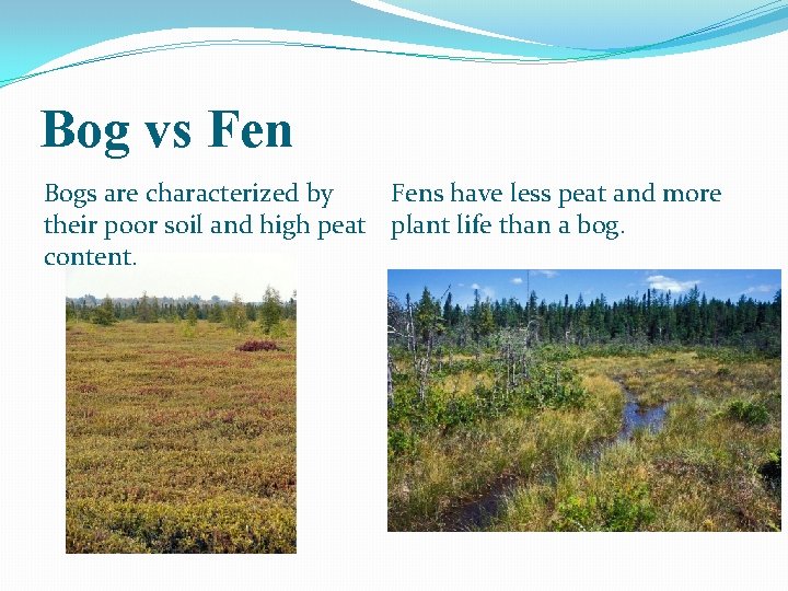 Bog vs Fens have less peat and more Bogs are characterized by their poor