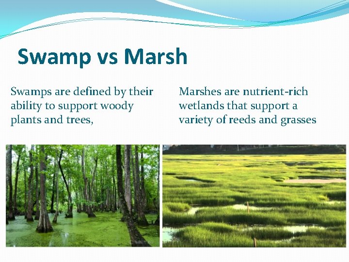 Swamp vs Marsh Swamps are defined by their ability to support woody plants and