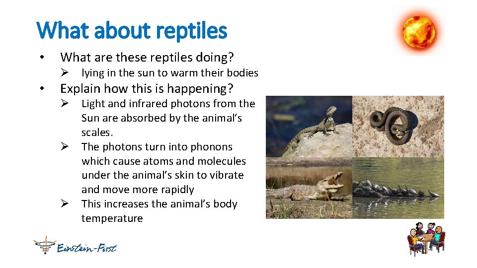 What about reptiles • What are these reptiles doing? Ø lying in the sun