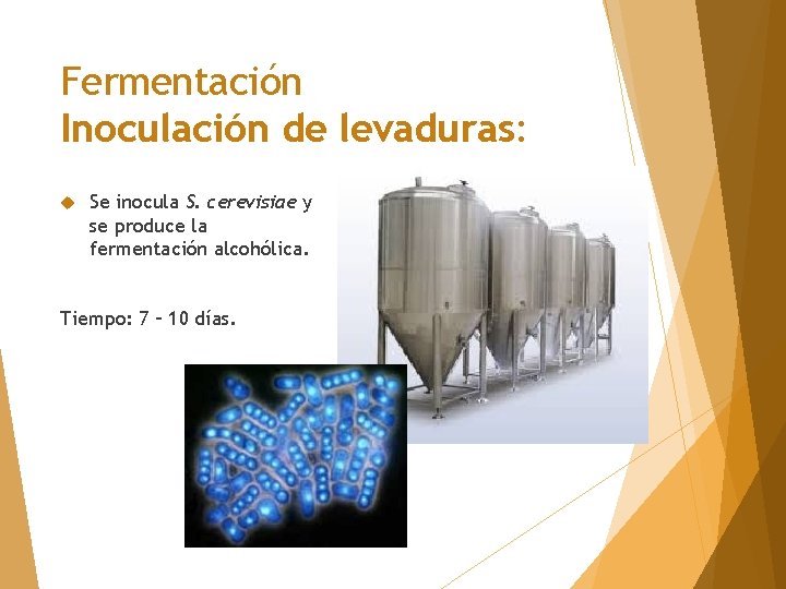 Fermentación Inoculación de levaduras: Se inocula S. cerevisiae y se produce la fermentación alcohólica.