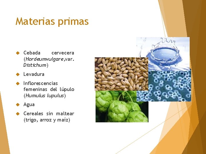 Materias primas Cebada cervecera (Hordeumvulgare, var. Distichum) Levadura Inflorescencias femeninas del lúpulo (Humulus lupulus)