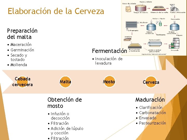 Elaboración de la Cerveza Preparación del malta • Maceración • Germinación • Secado y