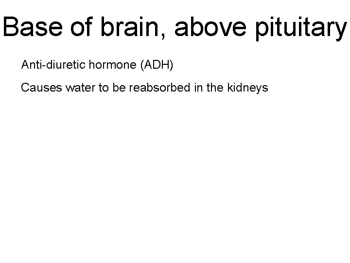 Base of brain, above pituitary Anti-diuretic hormone (ADH) Causes water to be reabsorbed in