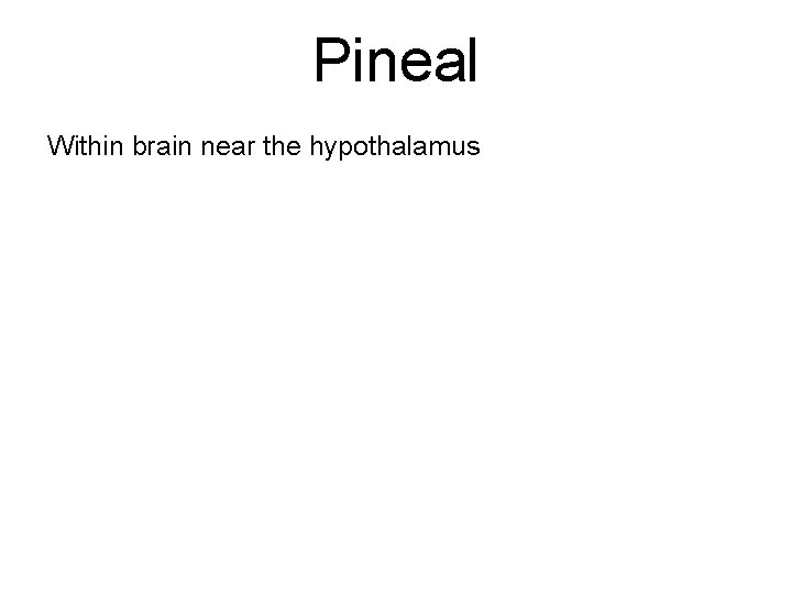 Pineal Within brain near the hypothalamus 