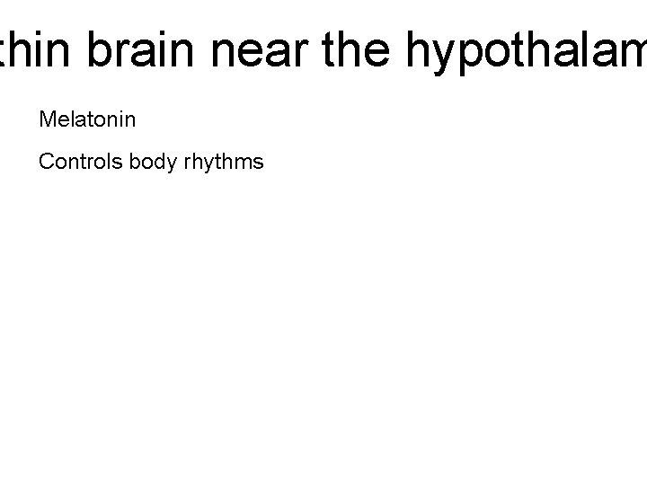 thin brain near the hypothalam Melatonin Controls body rhythms 