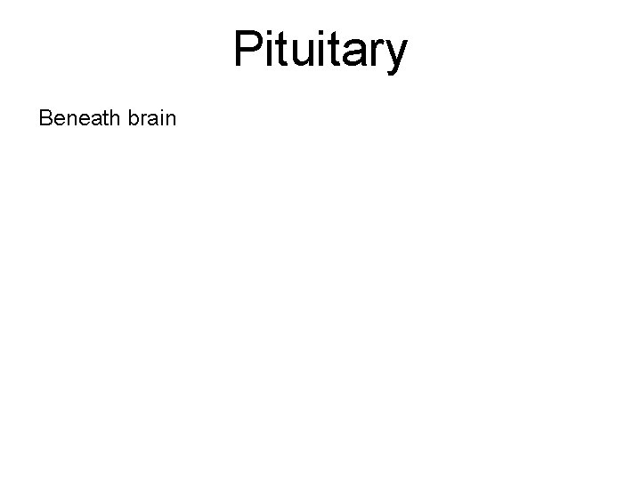Pituitary Beneath brain 