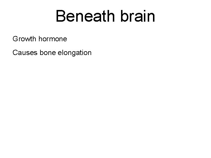 Beneath brain Growth hormone Causes bone elongation 