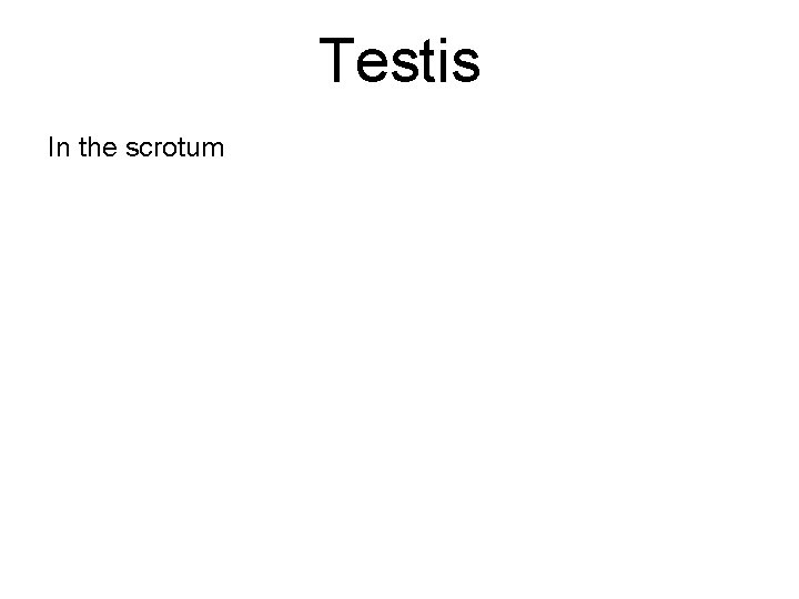 Testis In the scrotum 