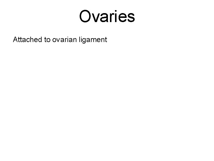 Ovaries Attached to ovarian ligament 