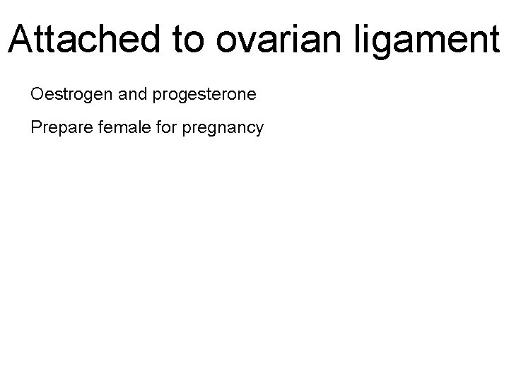 Attached to ovarian ligament Oestrogen and progesterone Prepare female for pregnancy 
