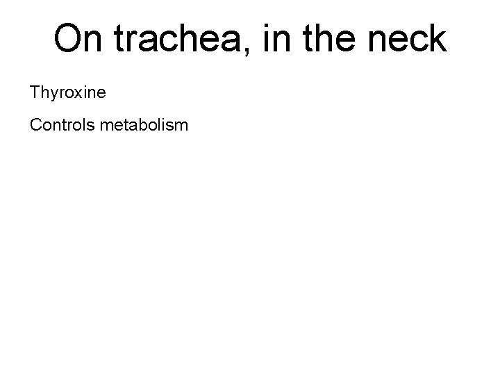 On trachea, in the neck Thyroxine Controls metabolism 