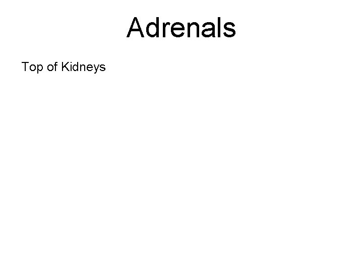 Adrenals Top of Kidneys 