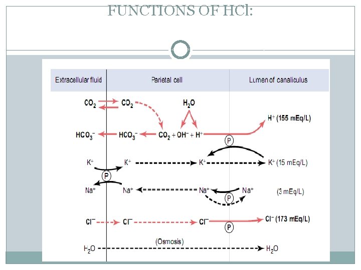 FUNCTIONS OF HCl: 