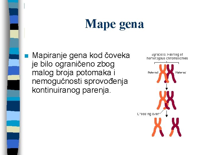 Mape gena n Mapiranje gena kod čoveka je bilo ograničeno zbog malog broja potomaka Mape gena n Mapiranje gena kod čoveka je bilo ograničeno zbog malog broja potomaka