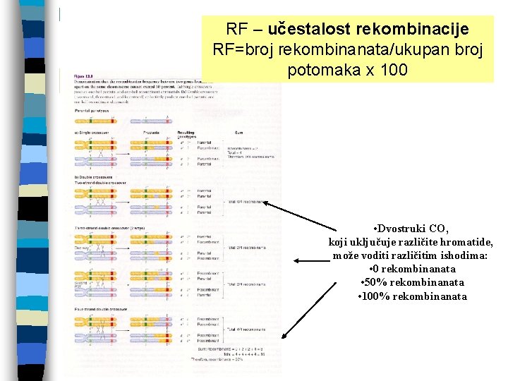 RF – učestalost rekombinacije RF=broj rekombinanata/ukupan broj potomaka x 100 • Dvostruki CO, koji RF – učestalost rekombinacije RF=broj rekombinanata/ukupan broj potomaka x 100 • Dvostruki CO, koji