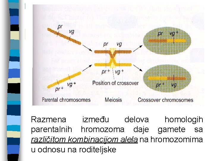 Razmena između delova homologih parentalnih hromozoma daje gamete sa različitom kombinacijom alela na hromozomima Razmena između delova homologih parentalnih hromozoma daje gamete sa različitom kombinacijom alela na hromozomima