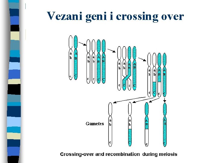 Vezani geni i crossing over Vezani geni i crossing over