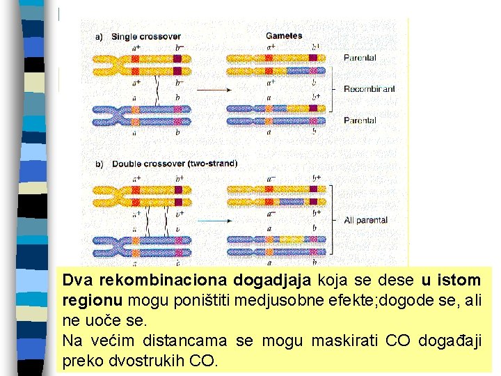 Dva rekombinaciona dogadjaja koja se dese u istom regionu mogu poništiti medjusobne efekte; dogode Dva rekombinaciona dogadjaja koja se dese u istom regionu mogu poništiti medjusobne efekte; dogode