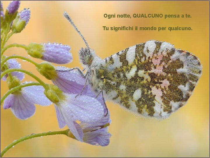 Ogni notte, QUALCUNO pensa a te. Tu significhi il mondo per qualcuno. 