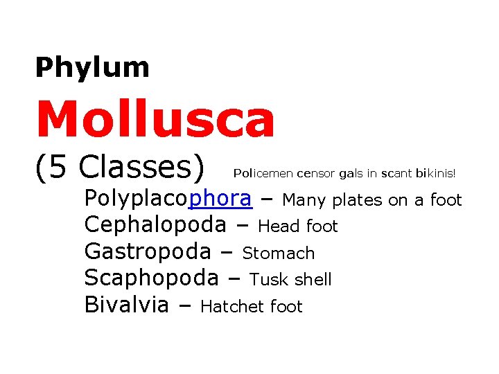 Phylum Mollusca (5 Classes) Policemen censor gals in scant bikinis! Polyplacophora – Many plates