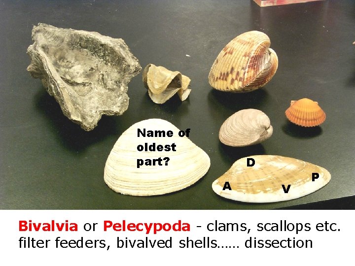 Name of oldest part? D A Cla. Bivalvia V P or Pelecypoda - clams,