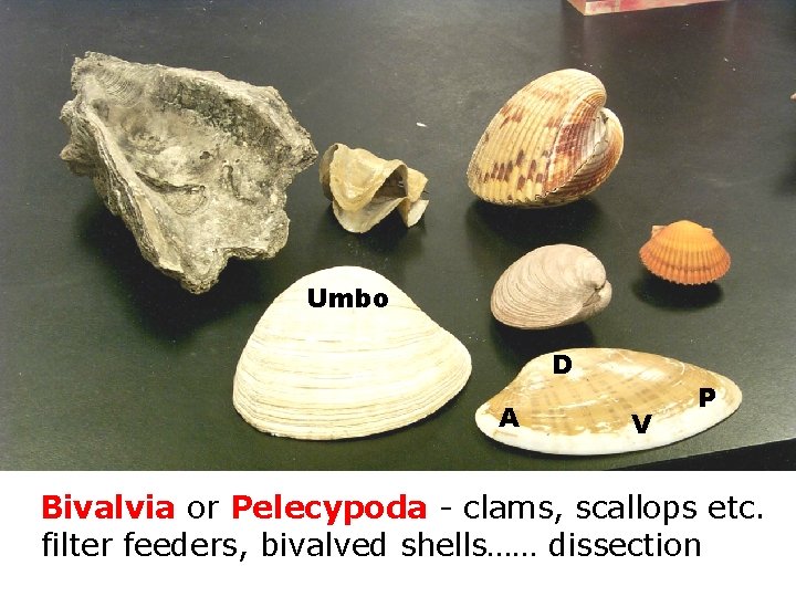 Umbo D A Cla. Bivalvia V P or Pelecypoda - clams, scallops etc. filter