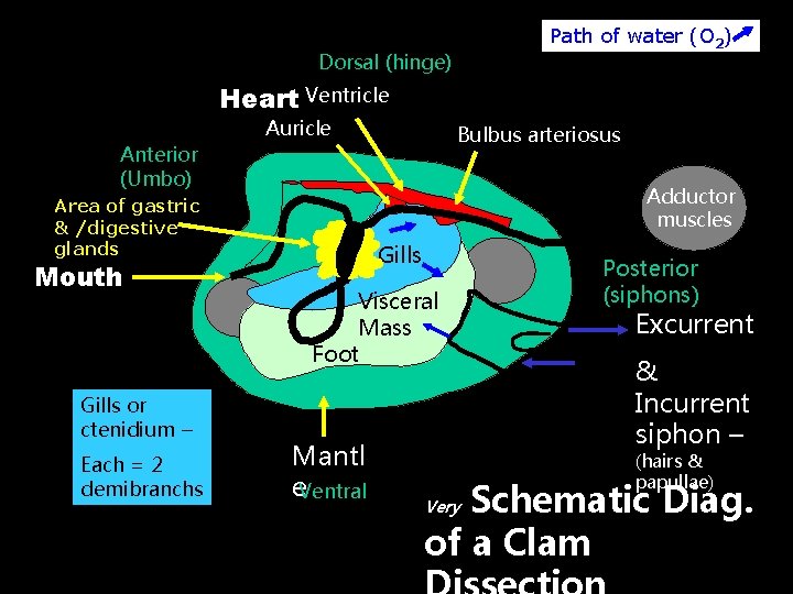 Path of water (O 2) Dorsal (hinge) Heart Ventricle Auricle Bulbus arteriosus Anterior (Umbo)