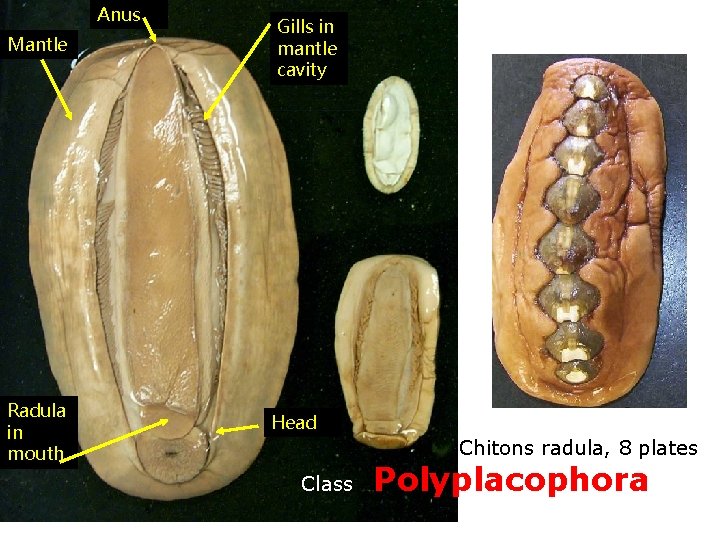 Anus Mantle Radula in mouth Gills in mantle cavity Head Chitons radula, 8 plates