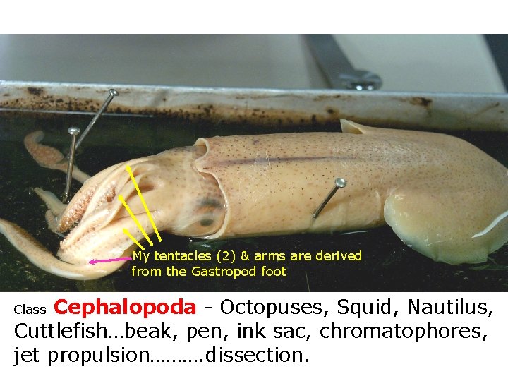 My tentacles (2) & arms are derived from the Gastropod foot Cephalopoda - Octopuses,