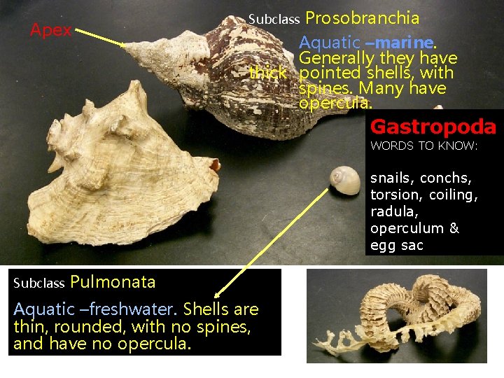 Apex Prosobranchia Aquatic –marine. Generally they have thick pointed shells, with spines. Many have