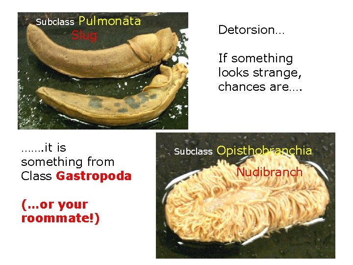 Pulmonata Slug Subclass Detorsion… If something looks strange, chances are…. ……. it is something
