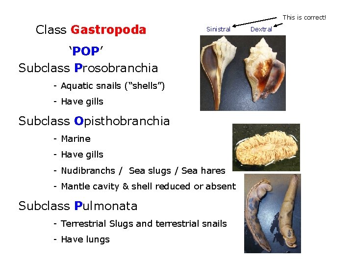 This is correct! Class Gastropoda Sinistral ‘POP’ Subclass Prosobranchia - Aquatic snails (“shells”) -