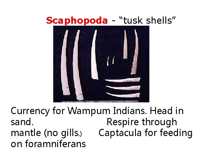 Class Scaphopoda - “tusk shells” Currency for Wampum Indians. Head in sand. Respire through