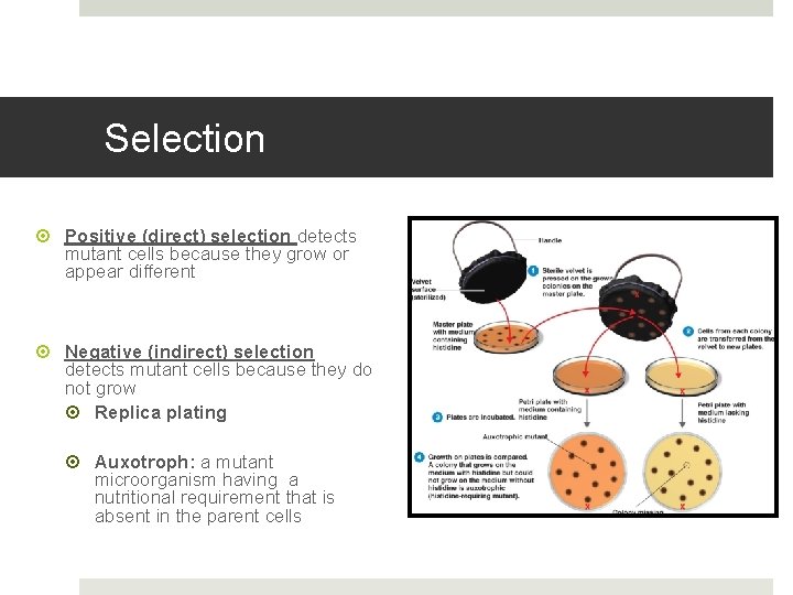 Selection Positive (direct) selection detects mutant cells because they grow or appear different Negative
