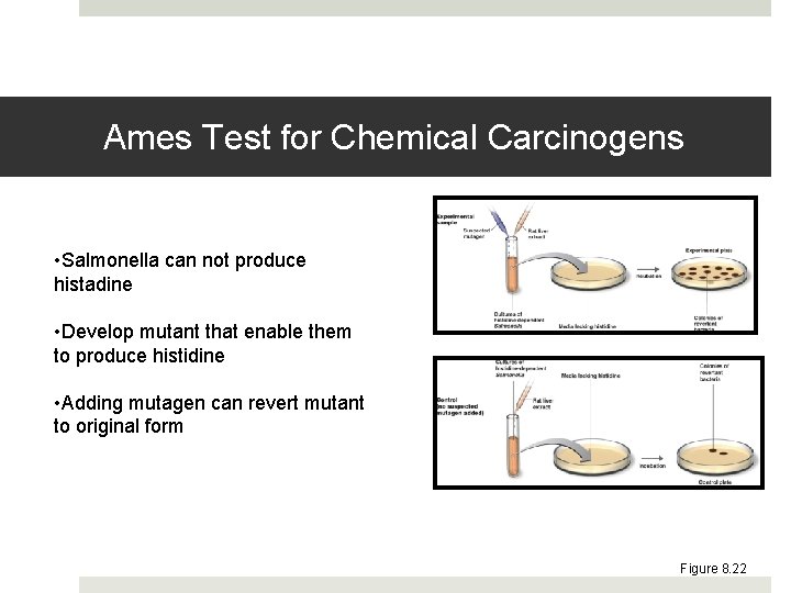 Ames Test for Chemical Carcinogens • Salmonella can not produce histadine • Develop mutant