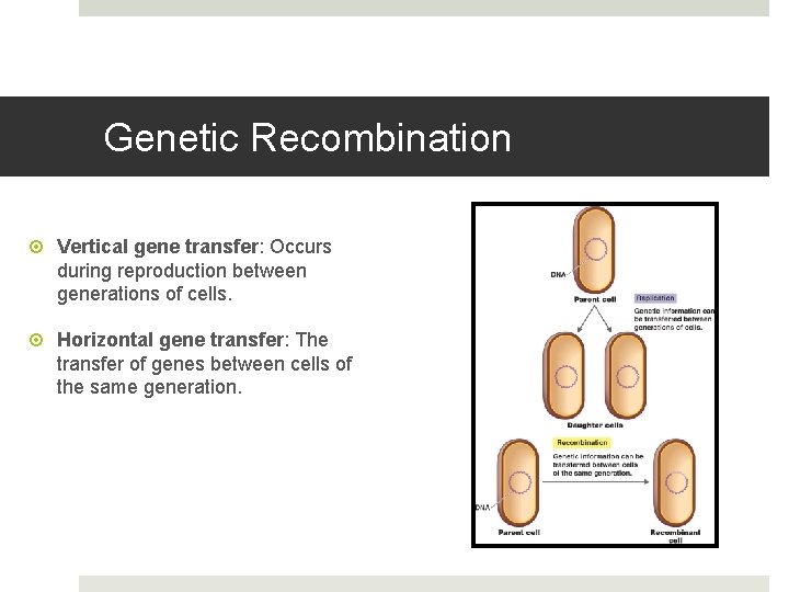 Genetic Recombination Vertical gene transfer: Occurs during reproduction between generations of cells. Horizontal gene