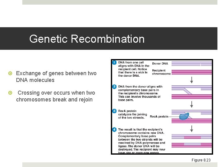 Genetic Recombination Exchange of genes between two DNA molecules Crossing over occurs when two