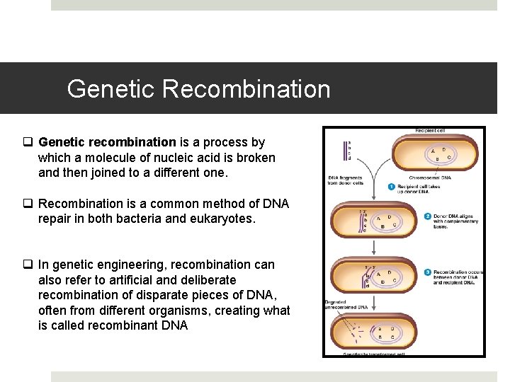 Genetic Recombination q Genetic recombination is a process by which a molecule of nucleic