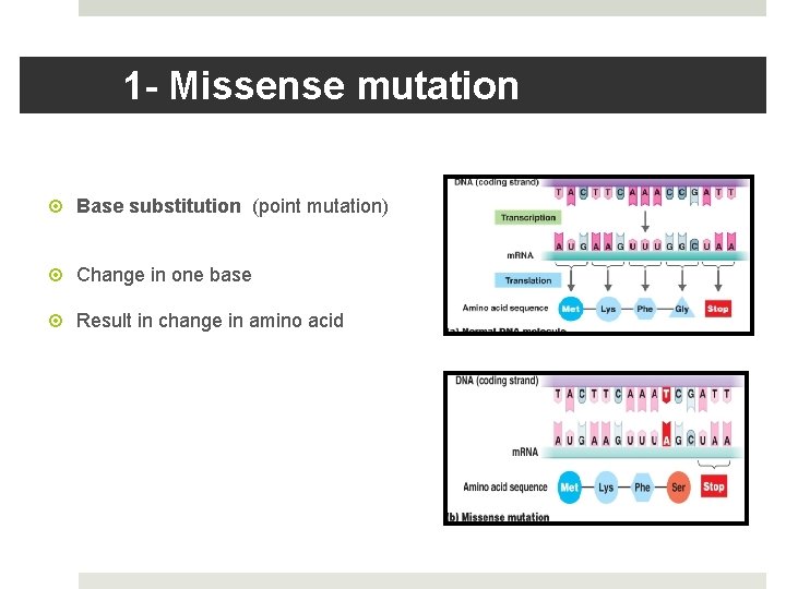 1 - Missense mutation Base substitution (point mutation) Change in one base Result in