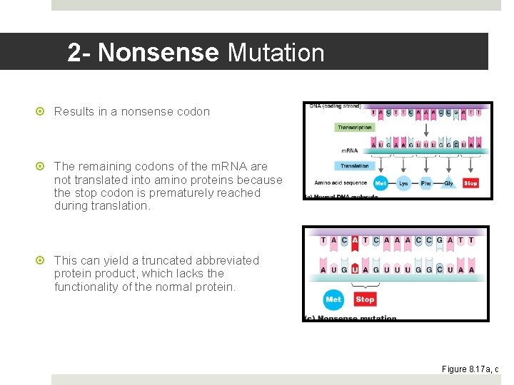 2 - Nonsense Mutation Results in a nonsense codon The remaining codons of the