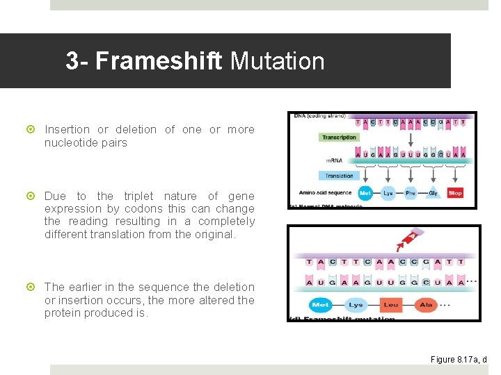 3 - Frameshift Mutation Insertion or deletion of one or more nucleotide pairs Due