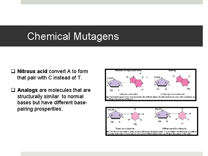 Chemical Mutagens q Nitrous acid convert A to form that pair with C instead