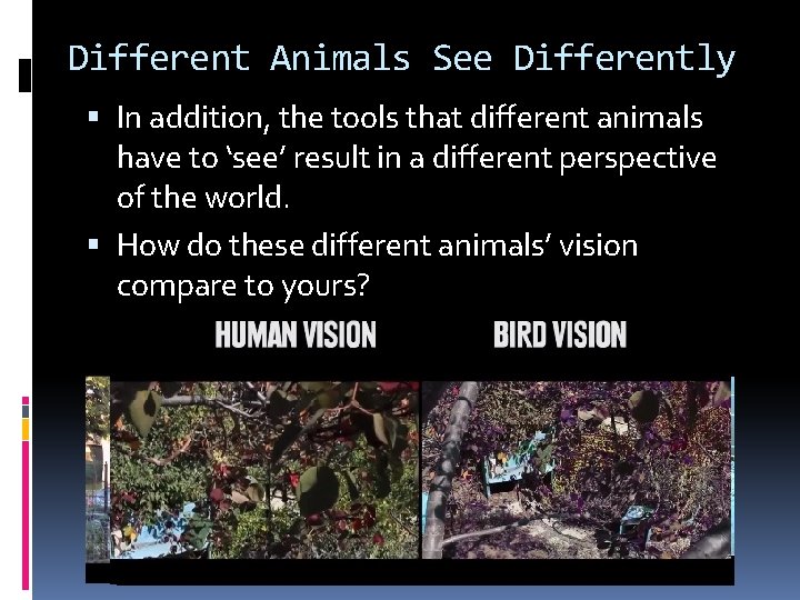 Different Animals See Differently In addition, the tools that different animals have to ‘see’