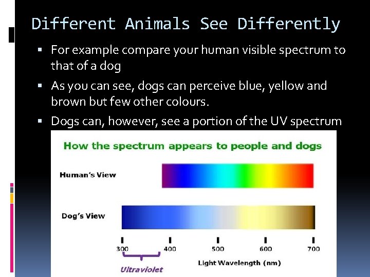 Different Animals See Differently For example compare your human visible spectrum to that of