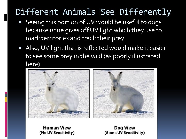 Different Animals See Differently Seeing this portion of UV would be useful to dogs