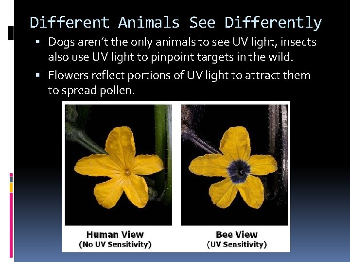 Different Animals See Differently Dogs aren’t the only animals to see UV light, insects