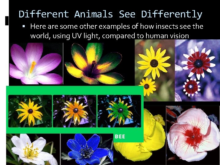 Different Animals See Differently Here are some other examples of how insects see the