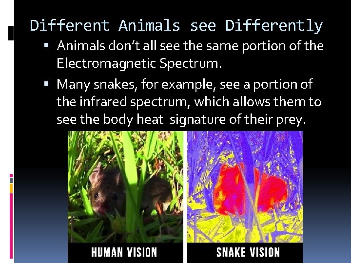 Different Animals see Differently Animals don’t all see the same portion of the Electromagnetic