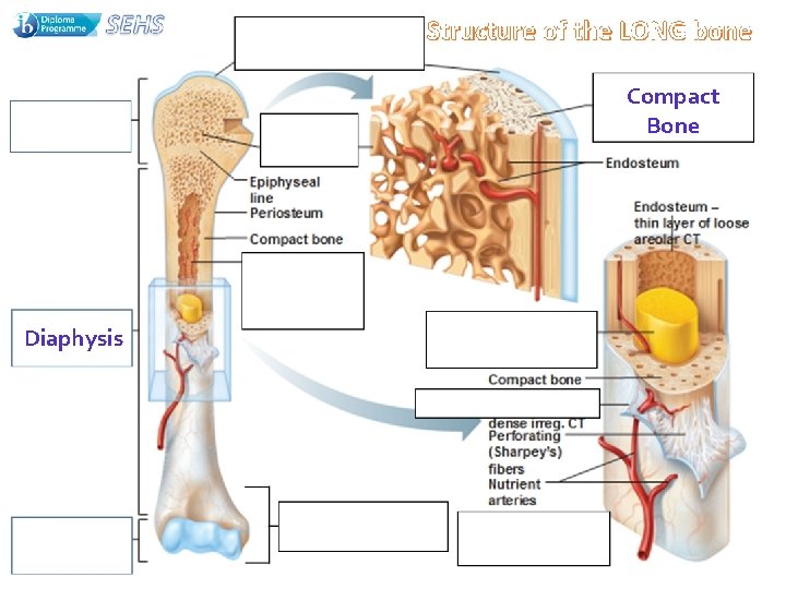 Compact Bone Diaphysis 
