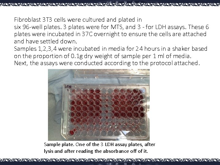 Fibroblast 3 T 3 cells were cultured and plated in six 96 -well plates.